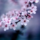 Avatar for Blossom Woo