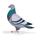 Avatar for Ralph Perrella