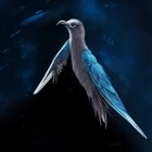 Avatar for Wim Looman