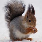 Avatar for Sini Mannila