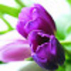 Avatar for Shweta Naphade