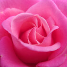 Avatar for Emma Goldman