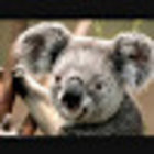 Avatar for Andrew Ong