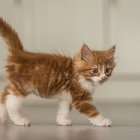 Avatar for Vincent Stark