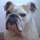 Avatar for Tomica Cesar