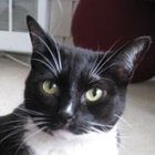 Avatar for Miles Amcat