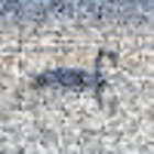 Avatar for Satu Barnhill