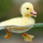 Avatar for Sasa Li