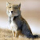Avatar for Oliver Fox