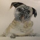 Avatar for Steve Chen