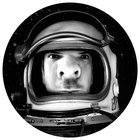 Avatar for Gustavo Medina